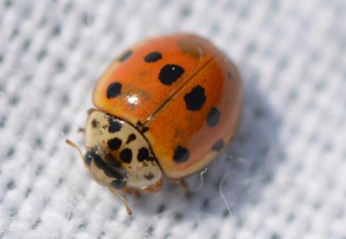 Réf. 324 256 : Adalia decempunctata
